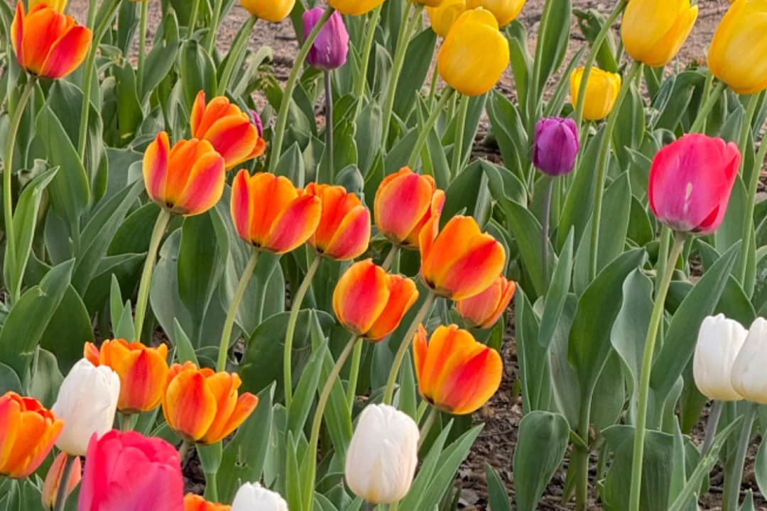 Orange, yellow, pink and white tulips in bloom in a park