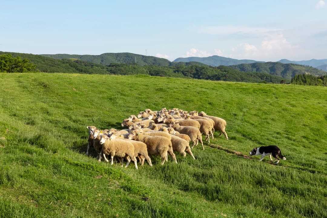 Daegwallyeong sheep pasture, Pyeongchang