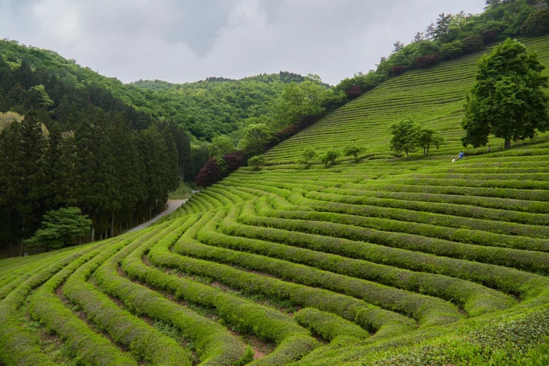 Boseong tea fields