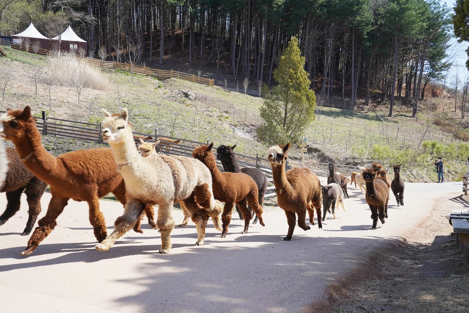 Alpaca World